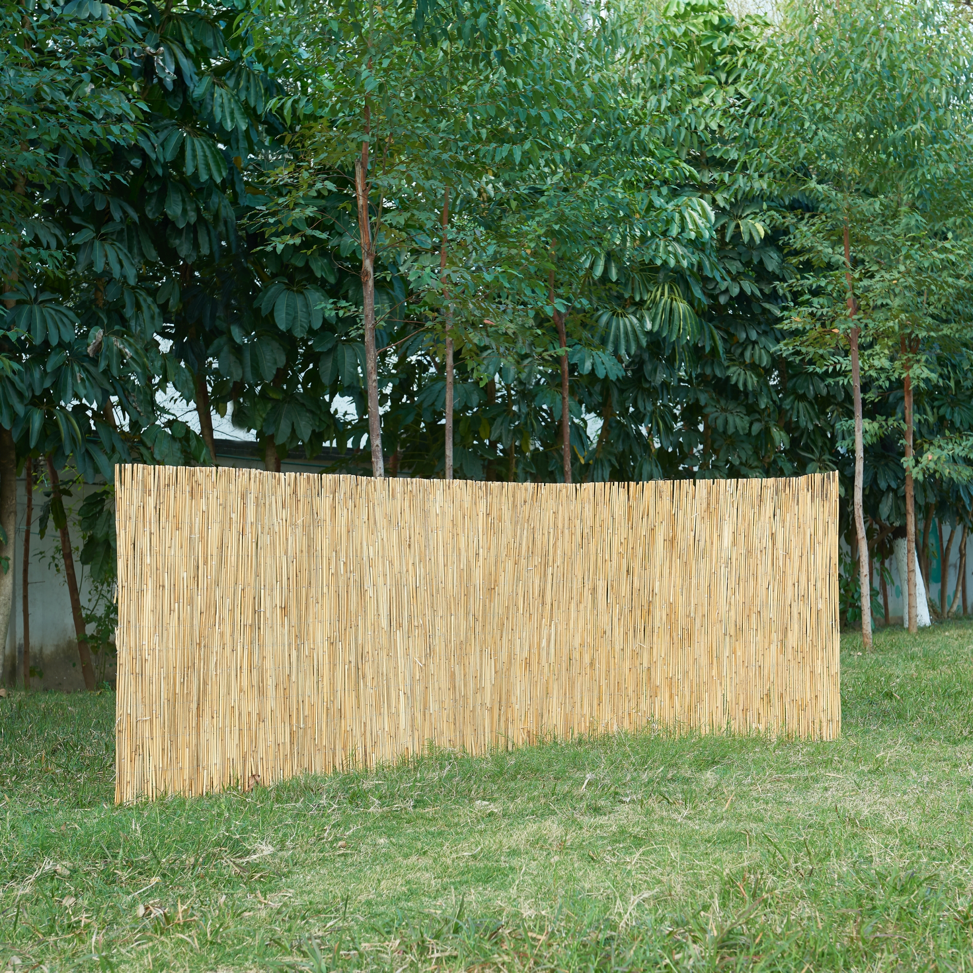 foto del prodotto recinzione frangivista abbateggio in canna naturale 140 x 600 cm casa.pro