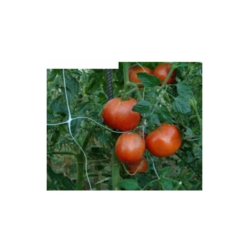 foto del prodotto rete ortofrutta in nylon di sostegno per ortaggi sostengreen h.200 cm rt. 10 mt