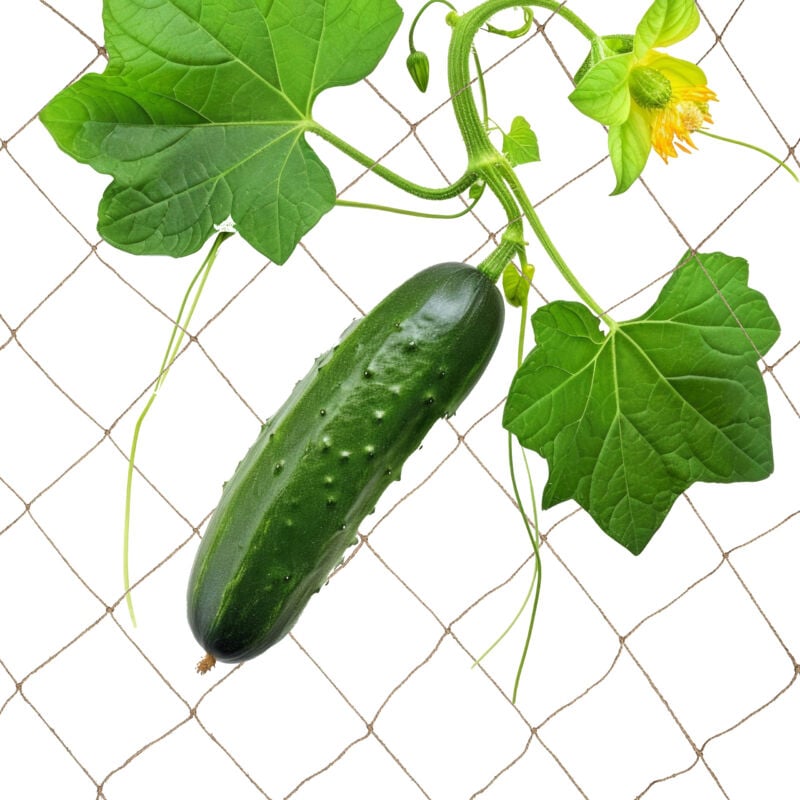 foto del prodotto rete per piante rampicanti, sostegno per pomodori e cetrioli, 2x3m, supporto ortaggi, biodegradabile, naturale relaxdays
