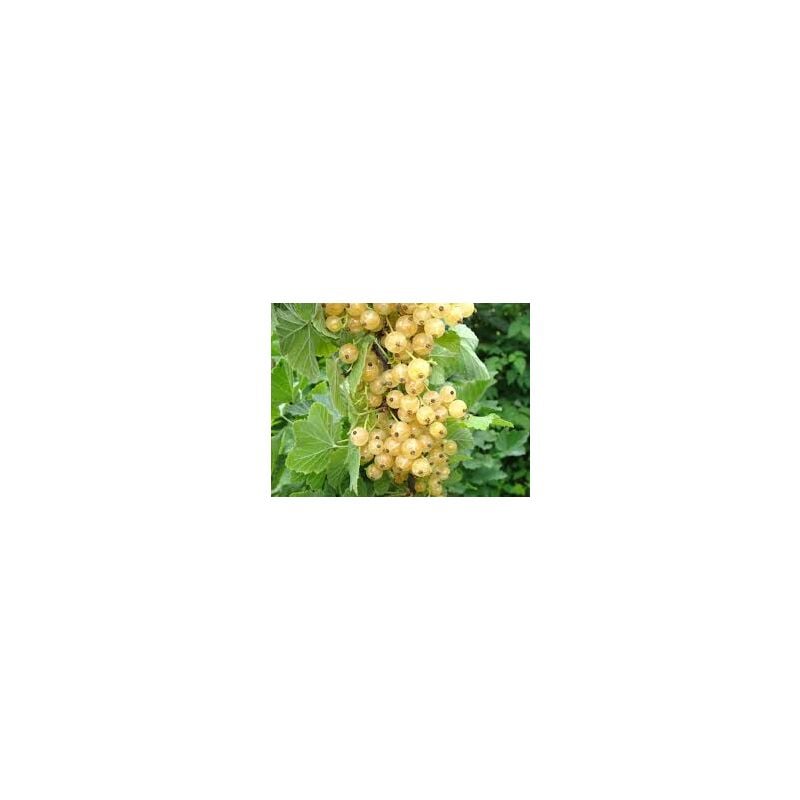 foto del prodotto ribes bianco pianta di 3 anni 