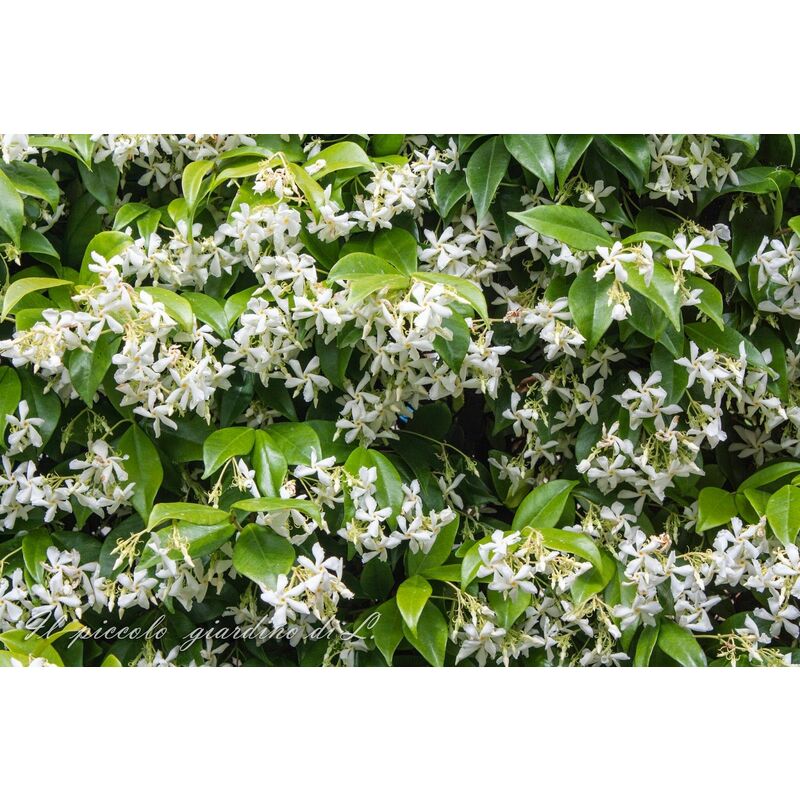 foto del prodotto rincosperma falso gelsomino vaso 18cm h 180cm folto