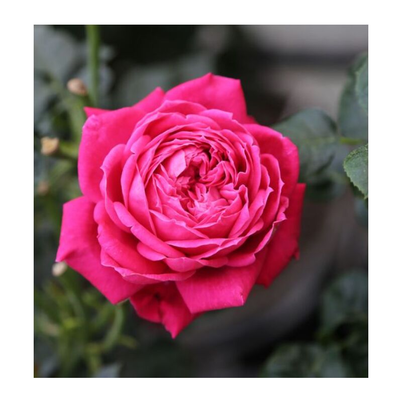 foto del prodotto rosa a cespuglio alexandre astier 