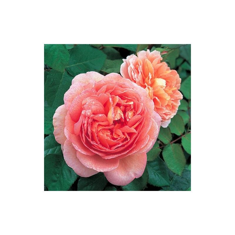 foto del prodotto rosa abraham darby le rose di firenze pianta di fiore fiori foto reali