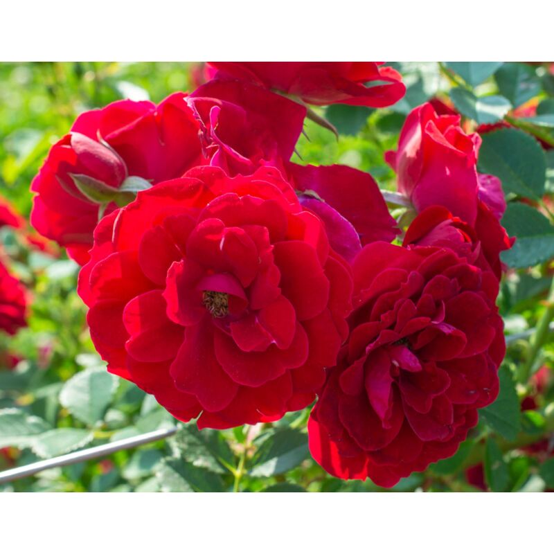 foto del prodotto rosa cherry frost 