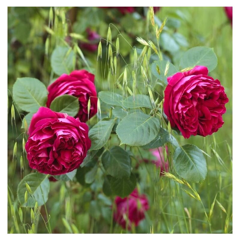 foto del prodotto rosa eric tabarly meidrason
