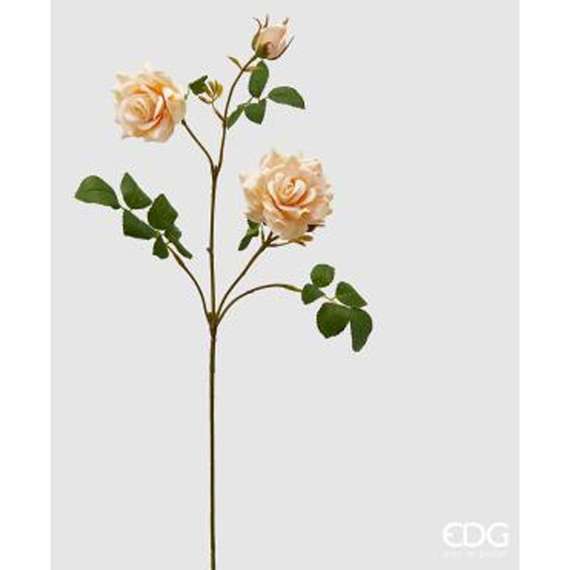 foto del prodotto rosa mara rex ramo 73cm ppesca edg
