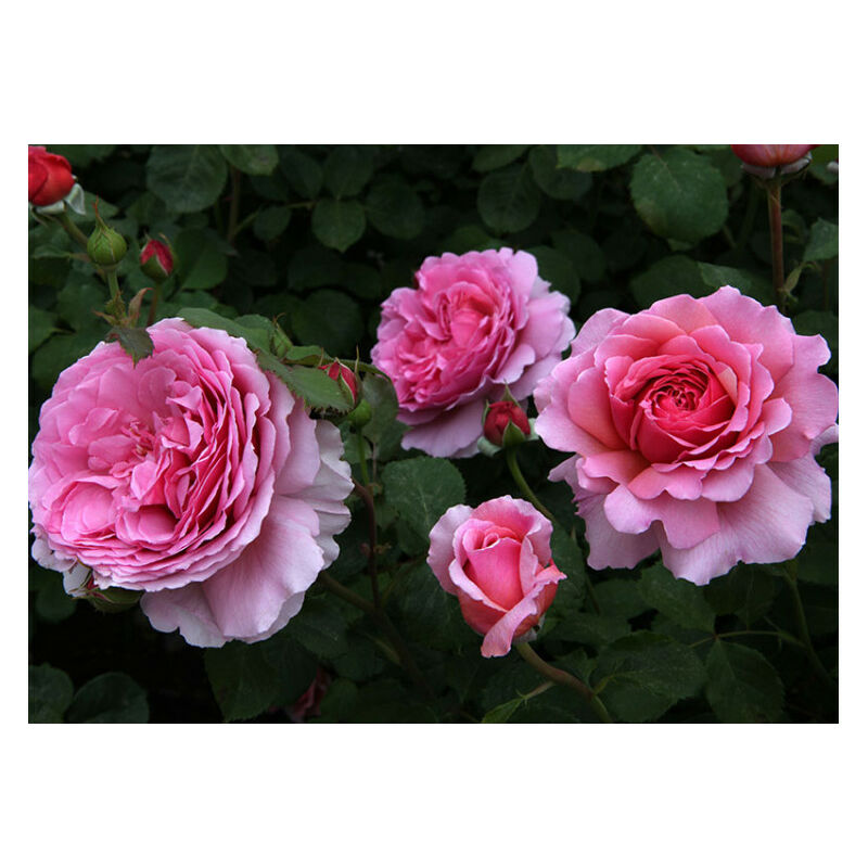 foto del prodotto rosa princess alexandra of kent david austin pianta di fiori fiore foto reali