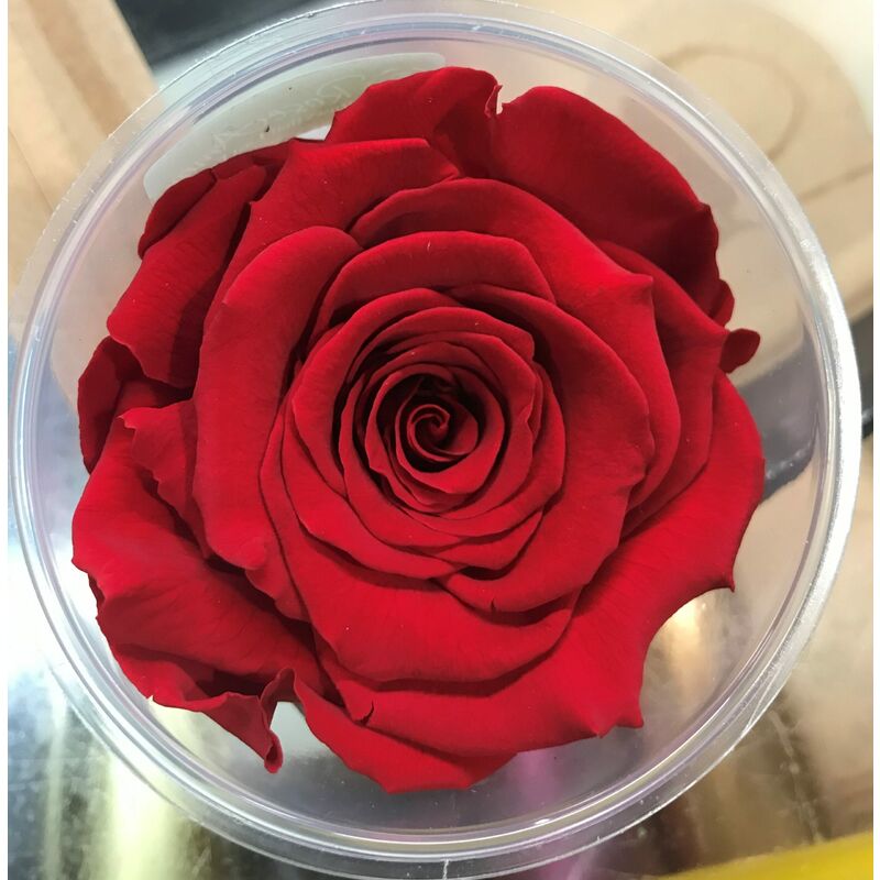 foto del prodotto rosa stabilizzata rossa