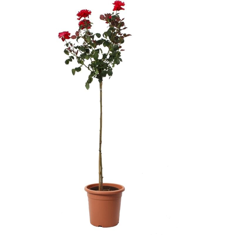 foto del prodotto rose rosso scuro alberello piante vere fiorite da esterno rose vere in vaso pianta decorativo da giardino h 180 190 cm vaso 22 cm