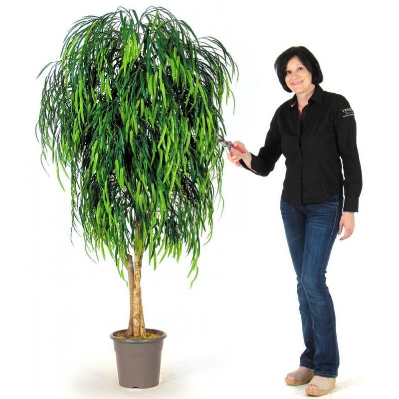 foto del prodotto salice seminaturale verde tronco mansanisi uvr - 200