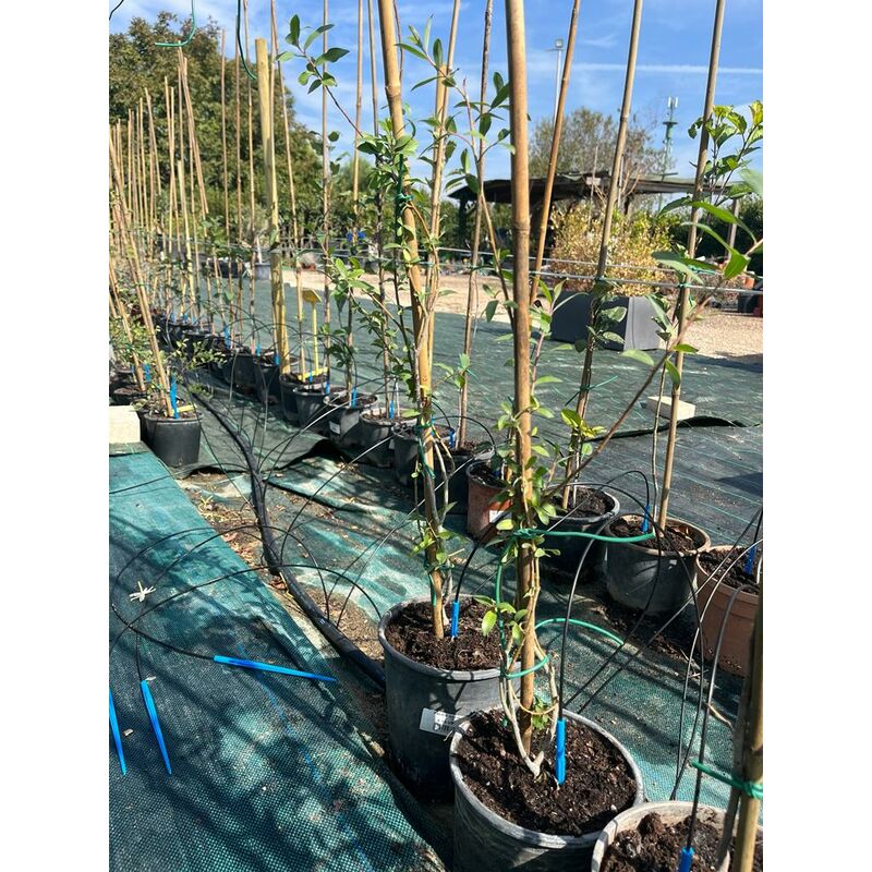 foto del prodotto salix pianta giovane