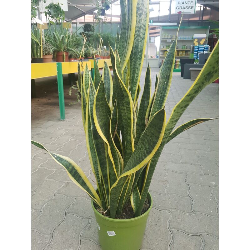 foto del prodotto sanseveria