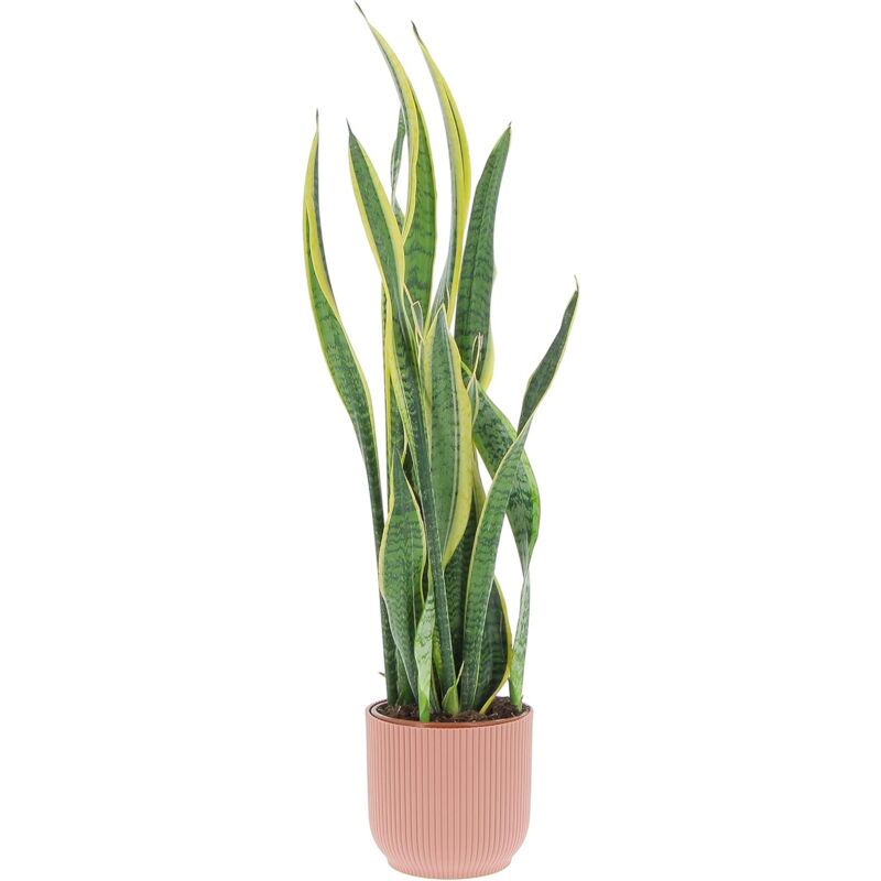 foto del prodotto sansevieria trifasciata laurentii h 85 95 cm vaso da coltura 17 cm