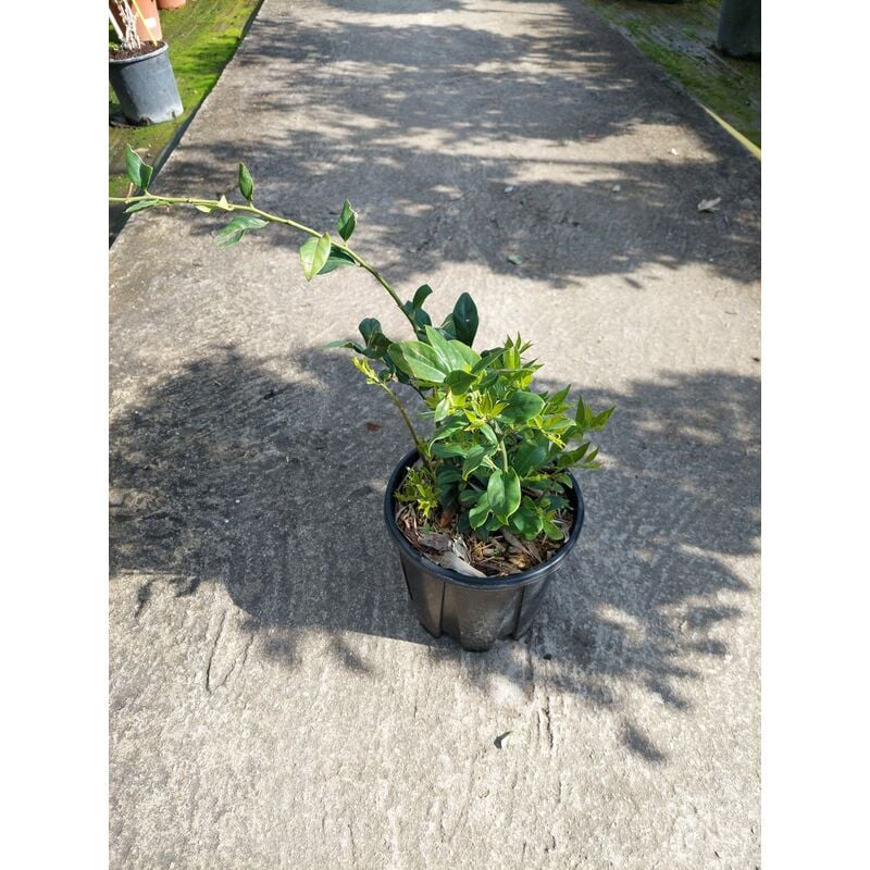 foto del prodotto sarcococca ruscifolia