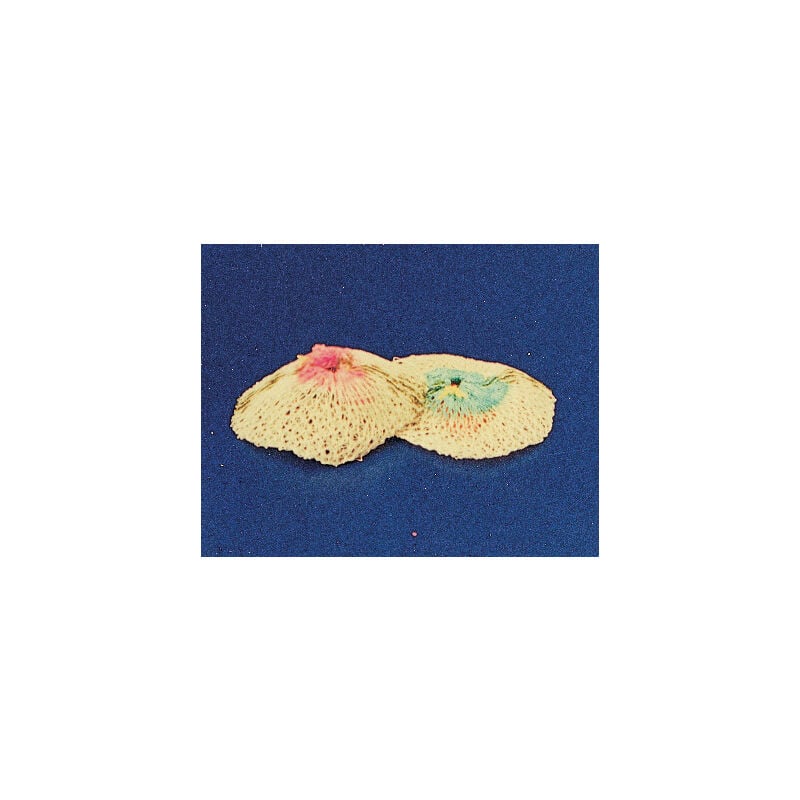 foto del prodotto sc retine ric. x lamp. a cartuccia gas pz.2 