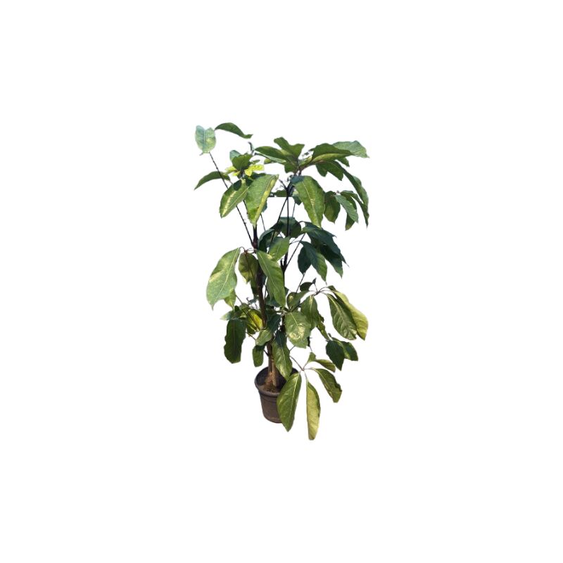 foto del prodotto schefflera actinophylla