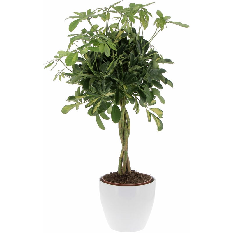 foto del prodotto schefflera arboricola gold capella con eco vaso alaska pianta tropicale purifica aria da interno h 75 85 cm vaso 19 cm