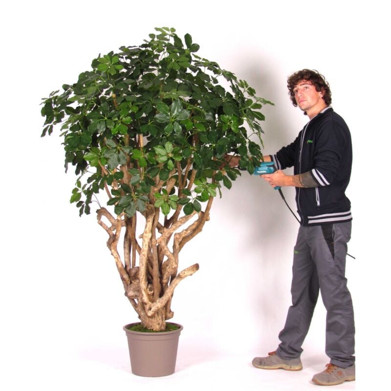 foto del prodotto schefflera seminaturale verde tronco tobago h cm 200 225 200