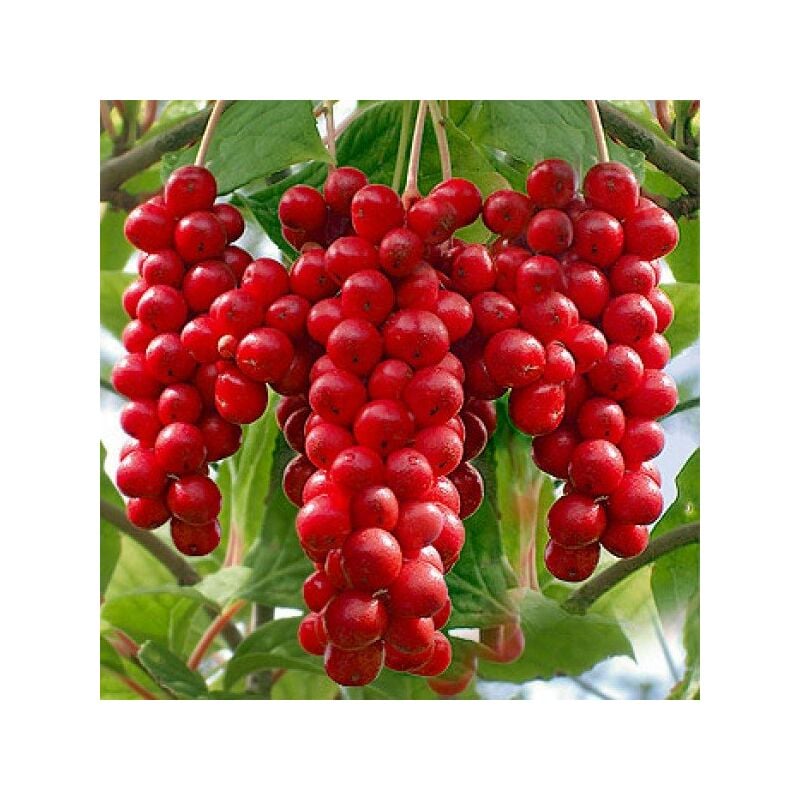 foto del prodotto schisandra chinensis bacca dei cinque sapori autofertile h 60cm