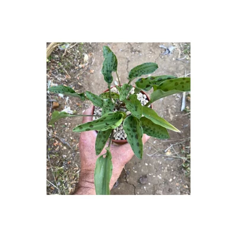 foto del prodotto scilla maculata