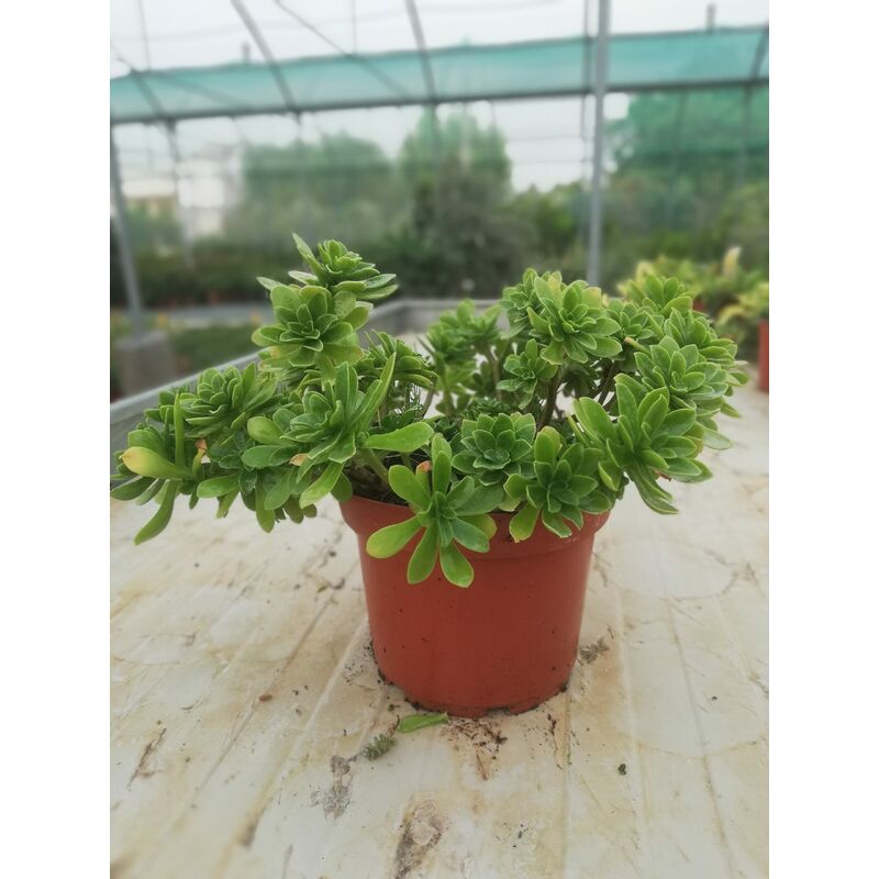 foto del prodotto sedum palmeri v21