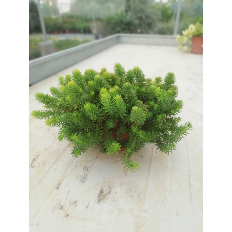 foto del prodotto sedum reflexum angelina v15