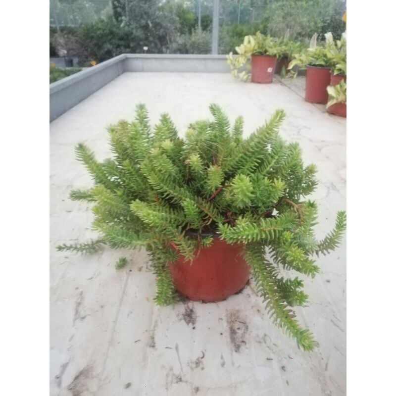 foto del prodotto sedum reflexum v16