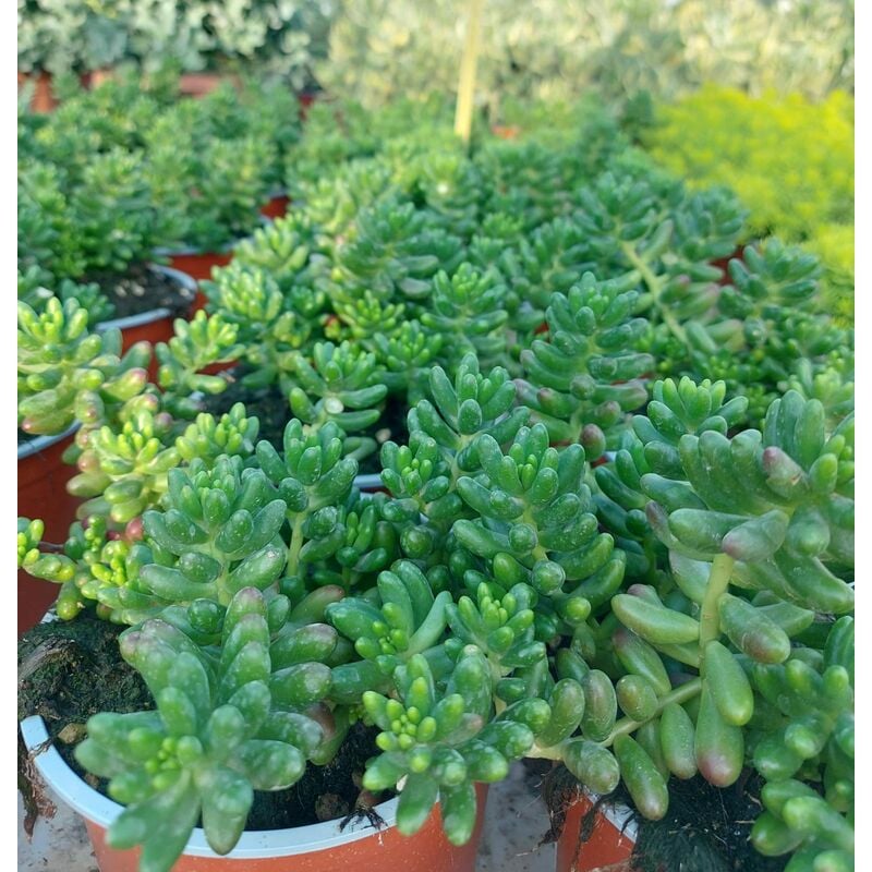 foto del prodotto sedum rubrotinctum