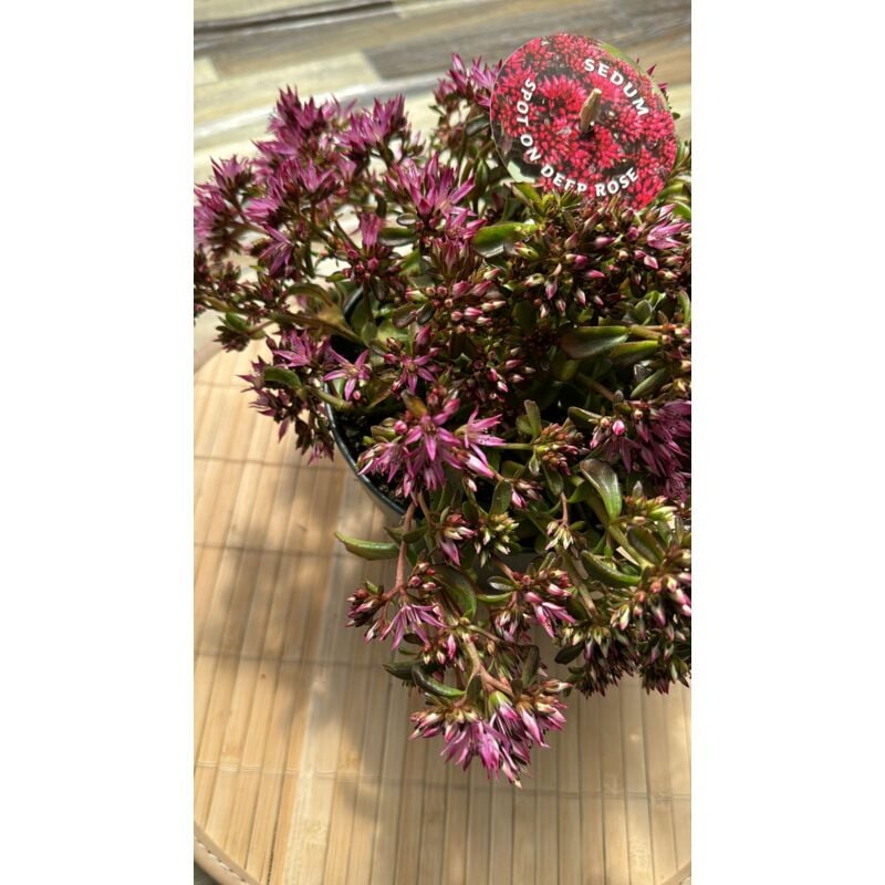foto del prodotto sedum spot on deep rose , vaso 15cm foto reali