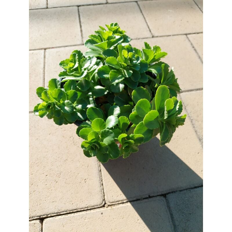 foto del prodotto sedum spurium v15