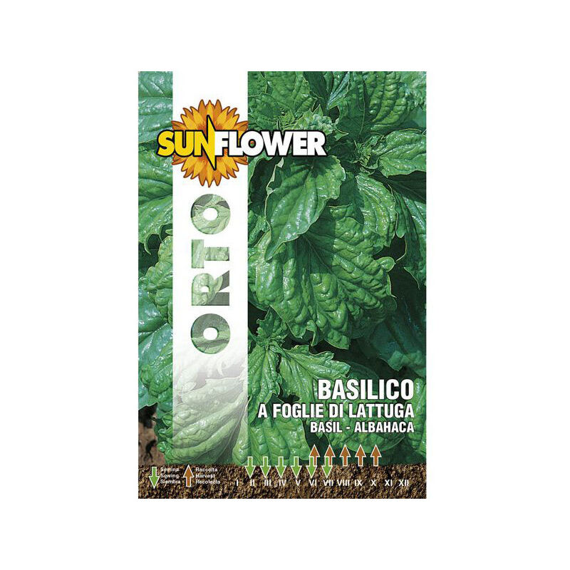 foto del prodotto sementi basilico foglie lattuga sunflower