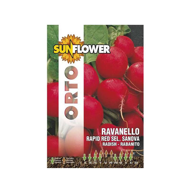 foto del prodotto sementi ravanello rapid red sunflower