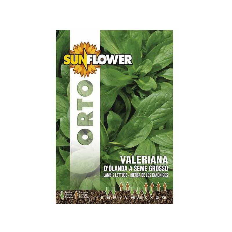 foto del prodotto sementi valeriana d olanda sunflower