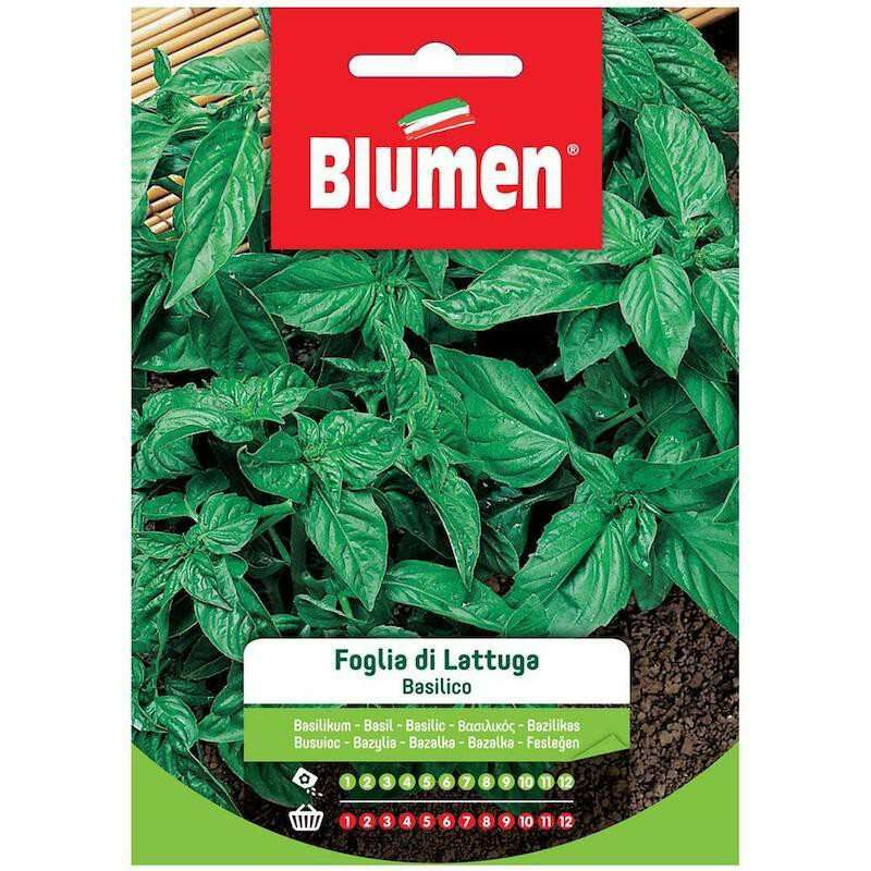foto del prodotto semi basilico foglia lattuga blumen