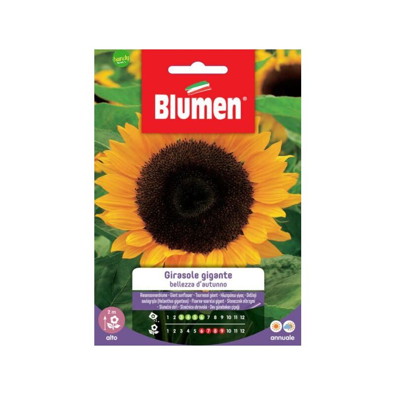 foto del prodotto semi blumen girasole gigante