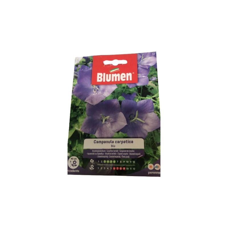 foto del prodotto semi campanula carpatica blu blumen