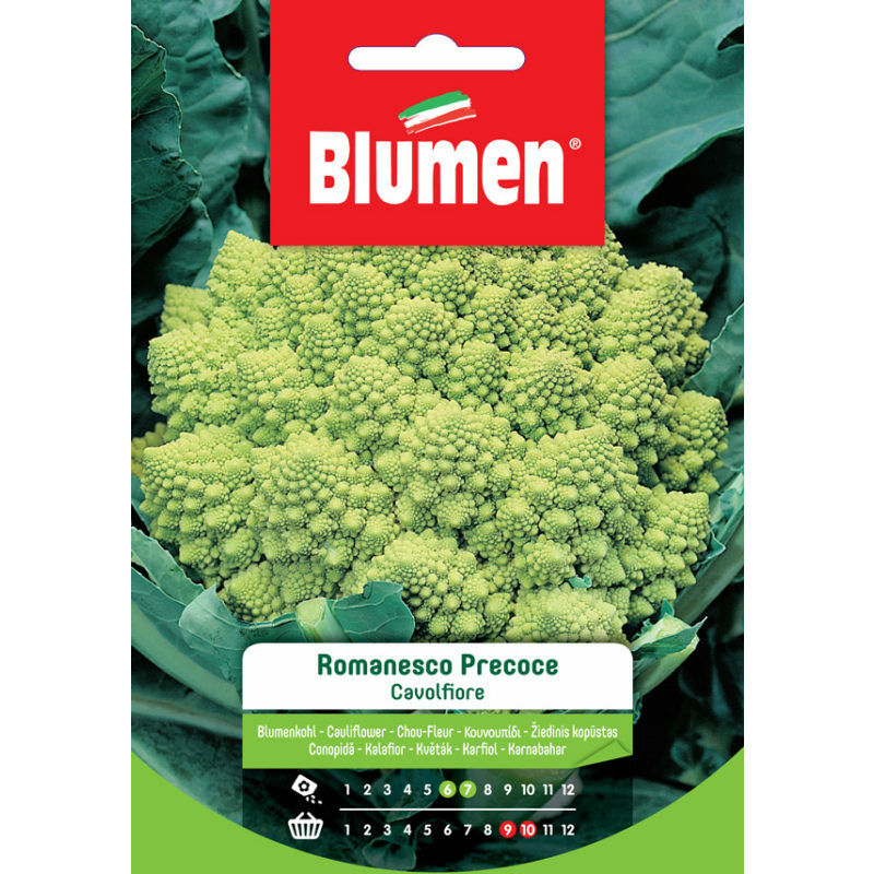 foto del prodotto semi cavolfiore romanesco precoce blumen t sementi orto