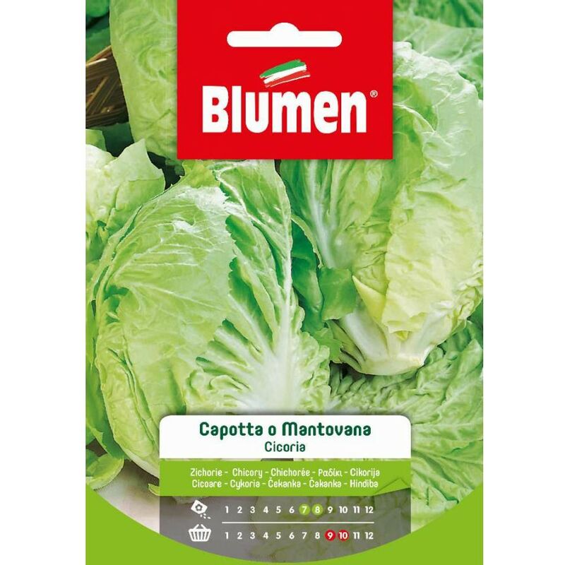 foto del prodotto semi cicoria capotta o mantovana blumen