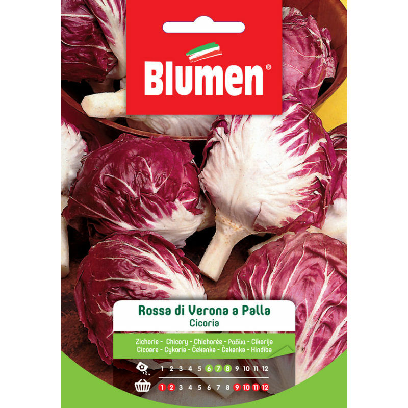 foto del prodotto semi cicoria rossa di verona a palla blumen orto giardino
