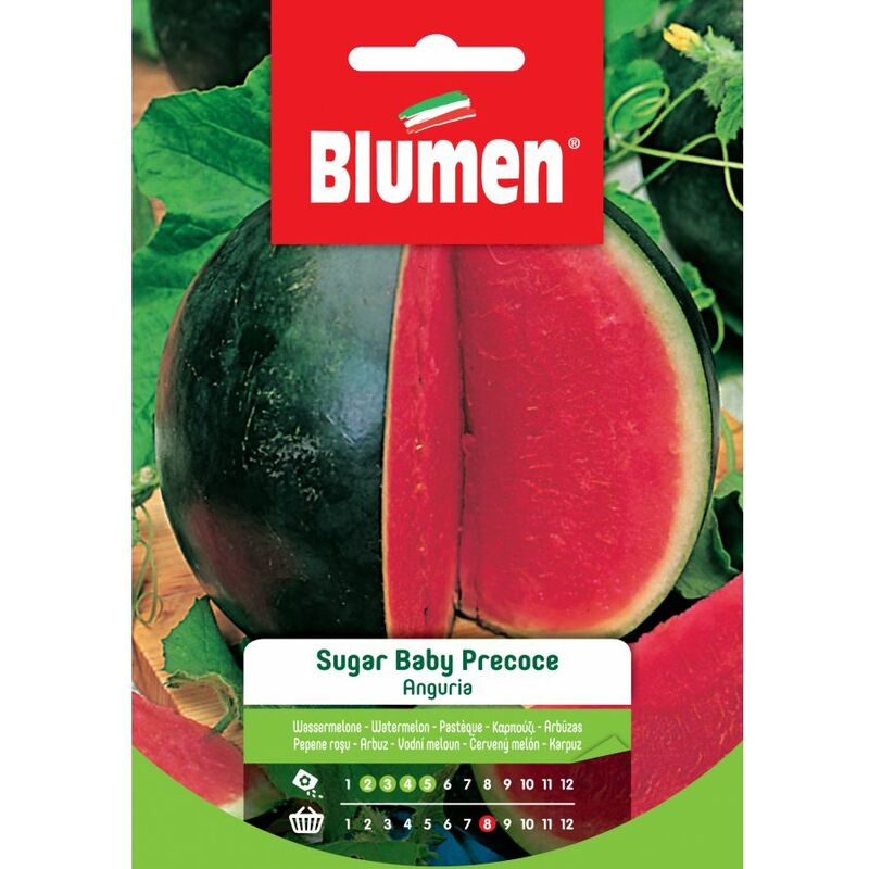 foto del prodotto semi di anguria sugar baby precoce blumen