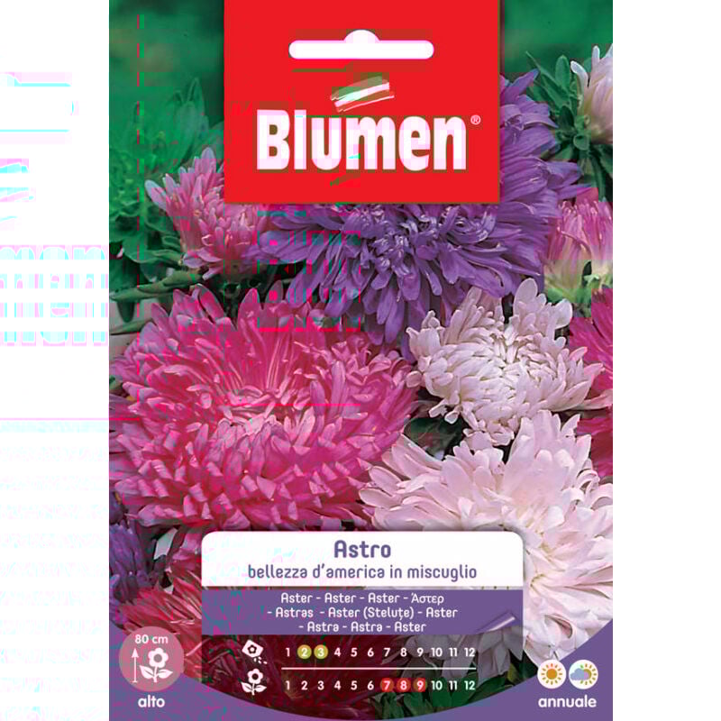 foto del prodotto semi di astro bellezza d america blumen