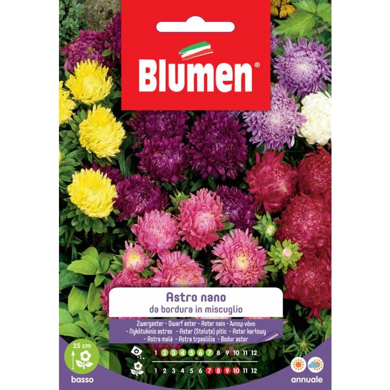 foto del prodotto semi di astro nano da bordura blumen
