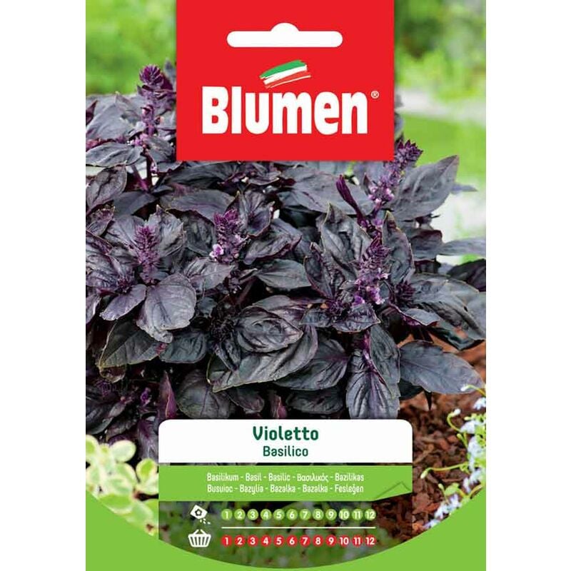 foto del prodotto semi di basilico violetto blumen