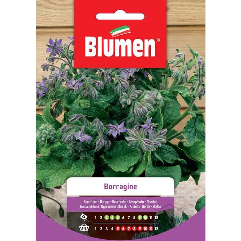 foto del prodotto semi di borragine blumen