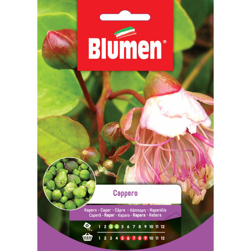 foto del prodotto semi di cappero blumen