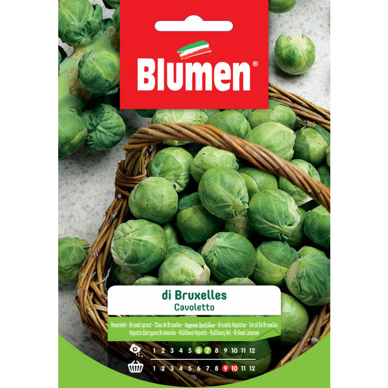foto del prodotto semi di cavoletto di bruxelles blumen