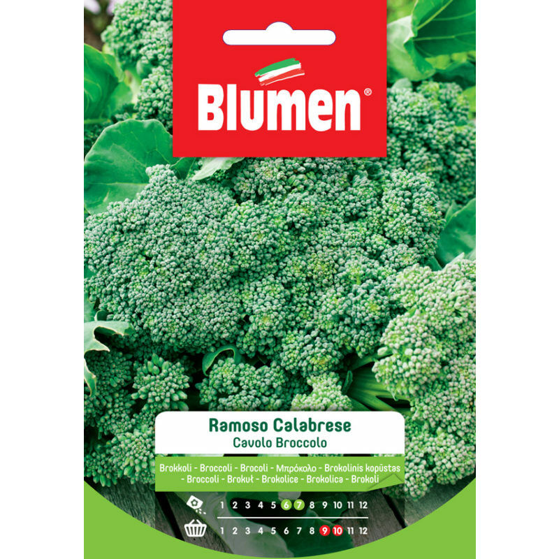 foto del prodotto semi di cavolo broccolo ramoso calabrese blumen