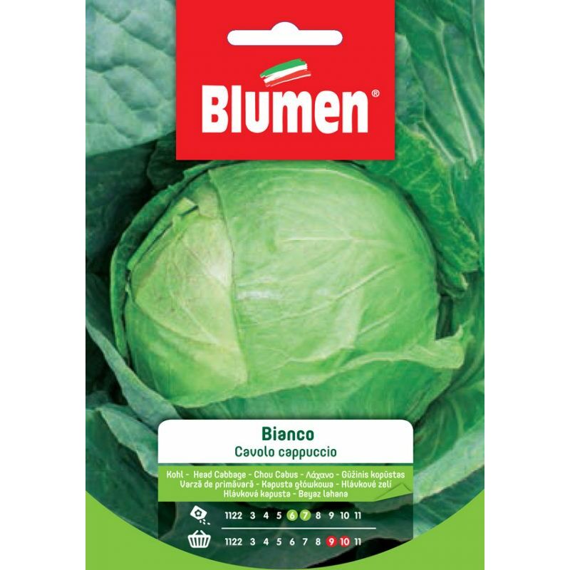 foto del prodotto semi di cavolo cappuccio bianco blumen