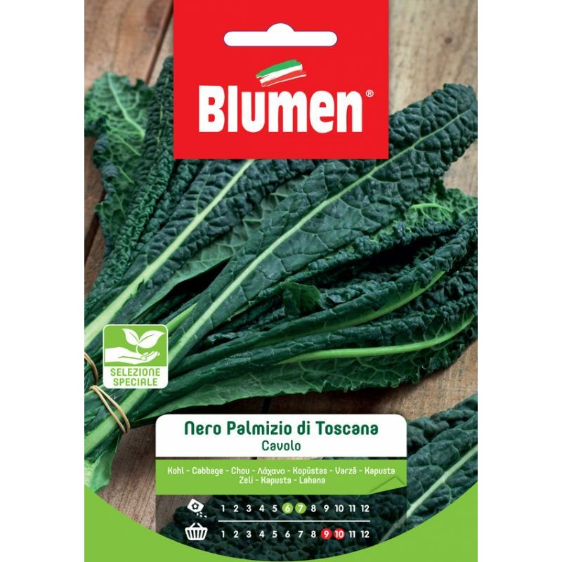 foto del prodotto semi di cavolo nero palmizio di toscana - blumen