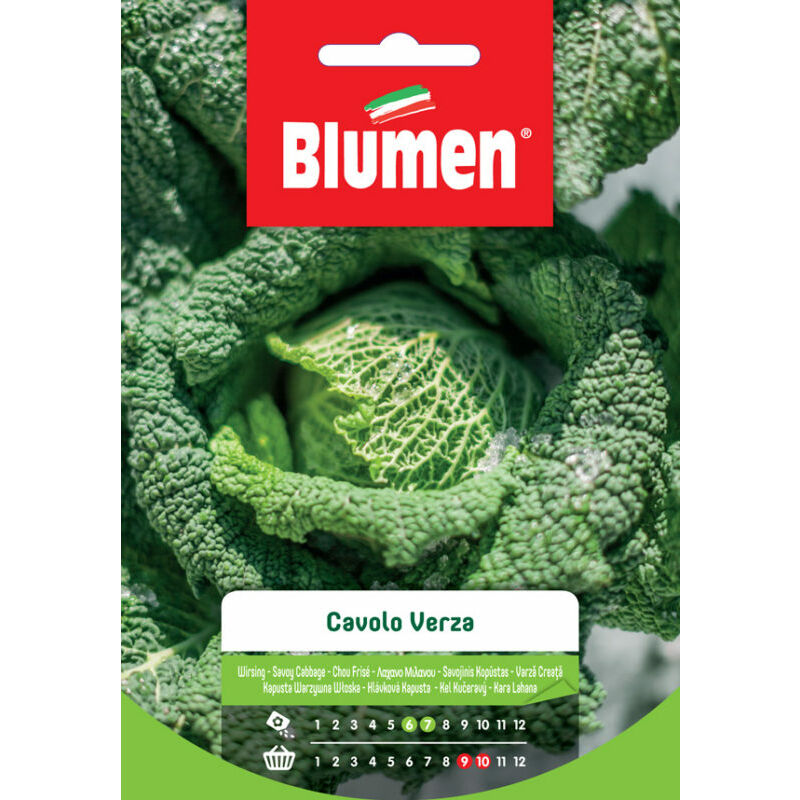 foto del prodotto semi di cavolo verza blumen